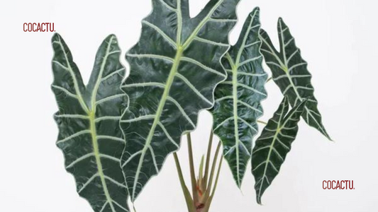 Alocasia Amazonica
