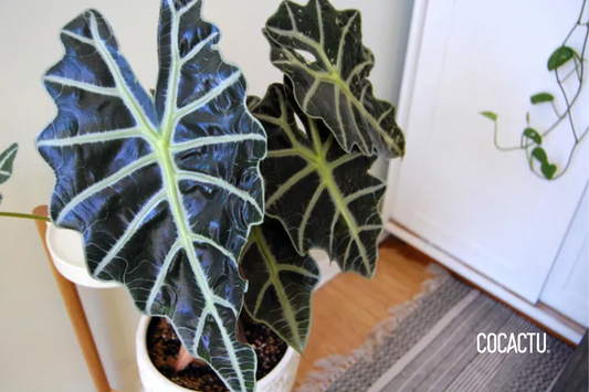 Alocasia Amazonica