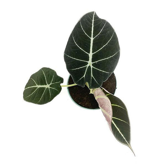 Alocasia Black Velvet