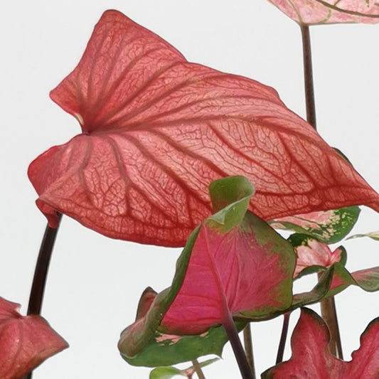 Caladium