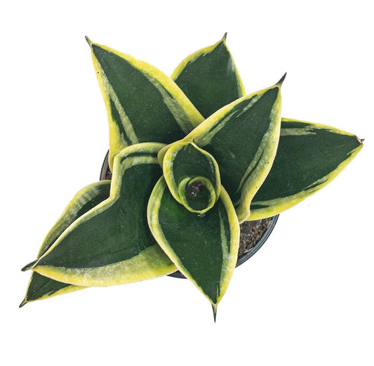 Sansevieria