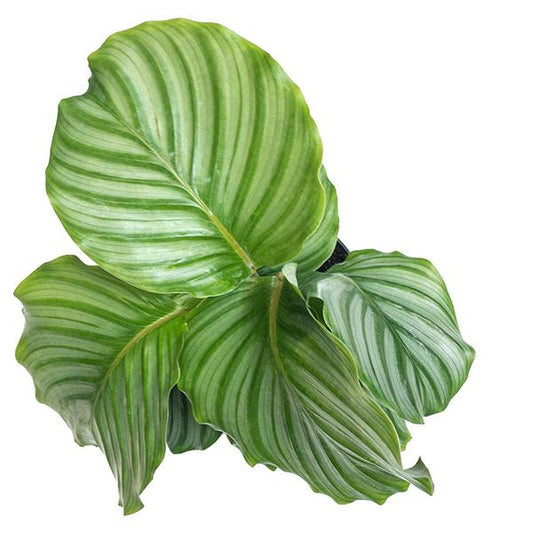 Calathea Orbifolia