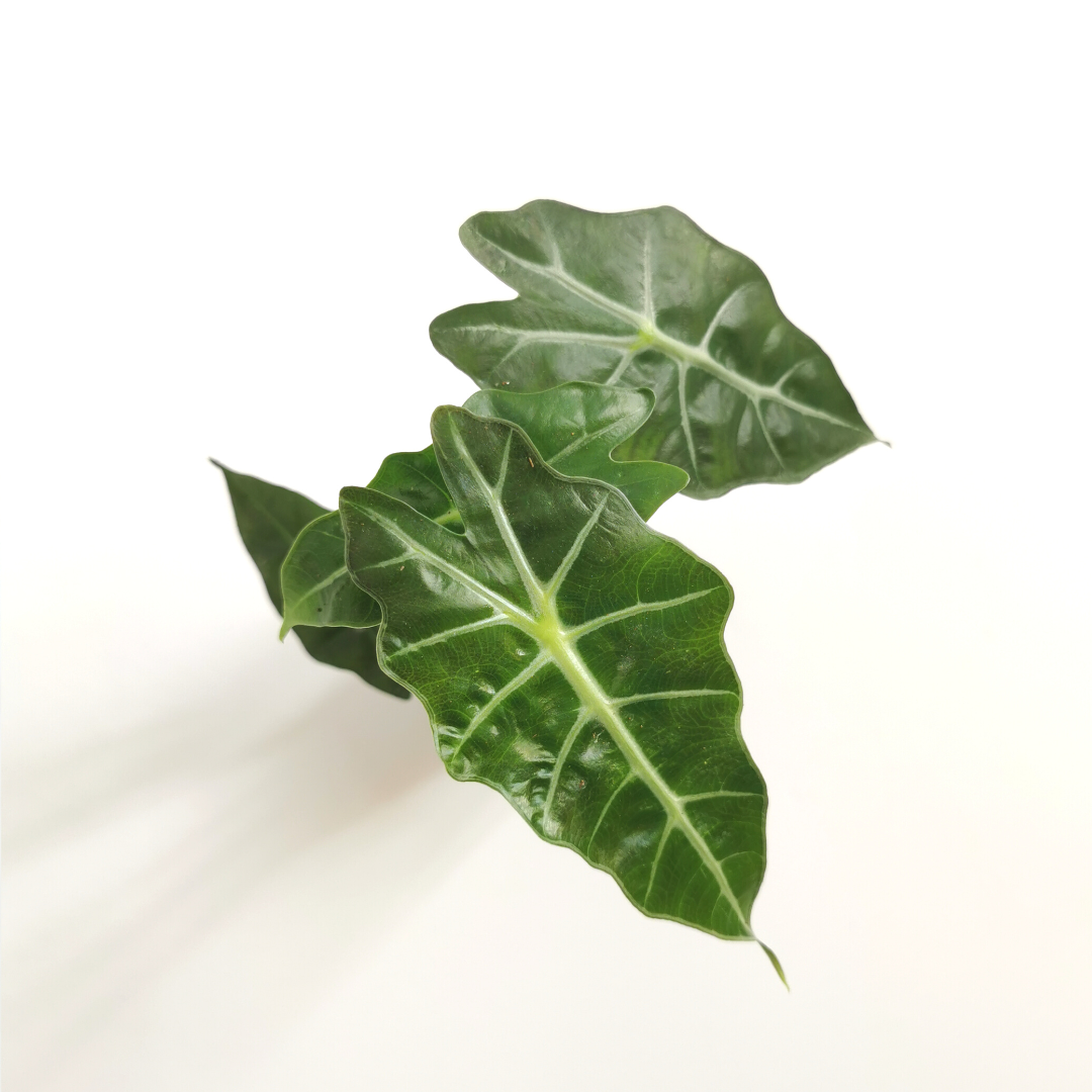 Alocasia Amazónica