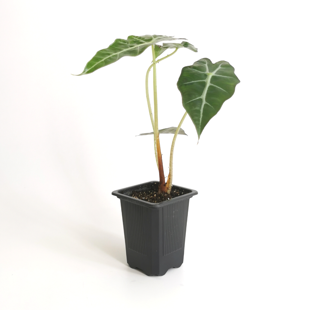 Alocasia Amazónica