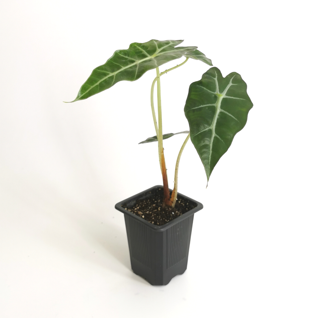 Alocasia Amazónica