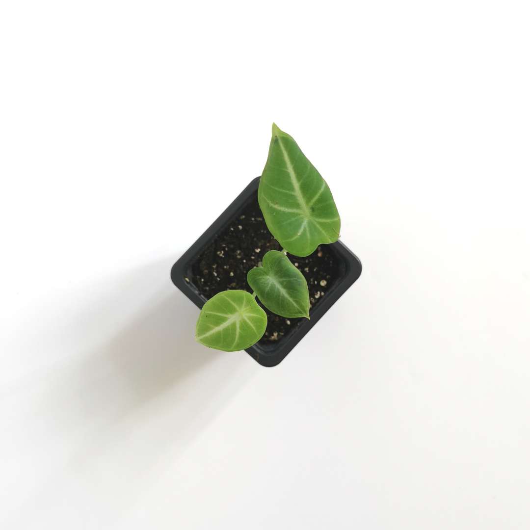 Alocasia Reginula Ninja S