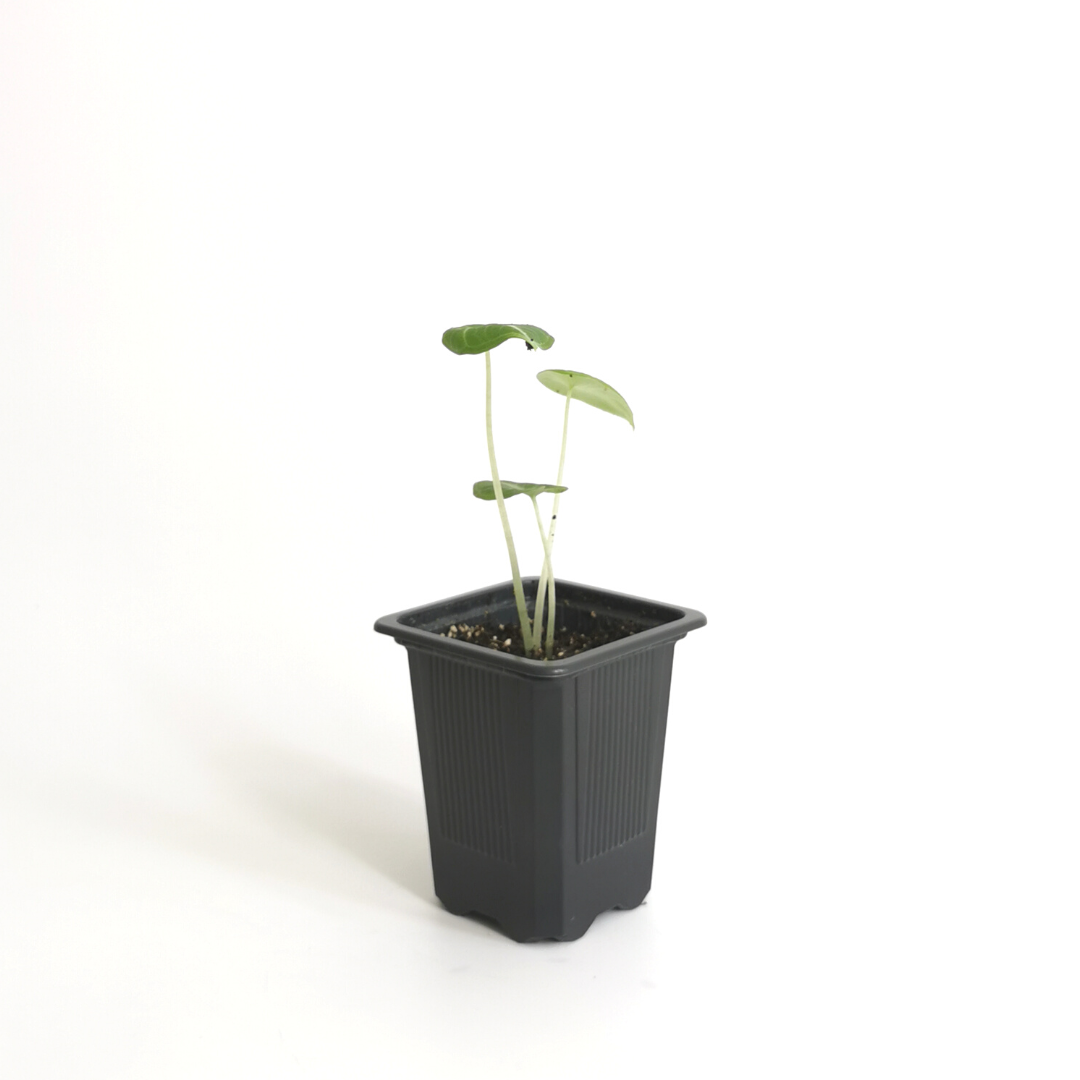 Alocasia Reginula Ninja S