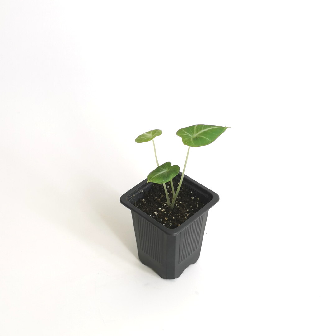 Alocasia Reginula Ninja S