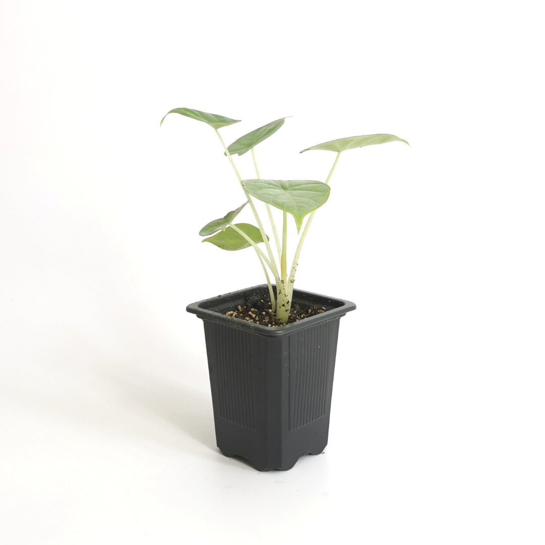 Alocasia Silver Dragon