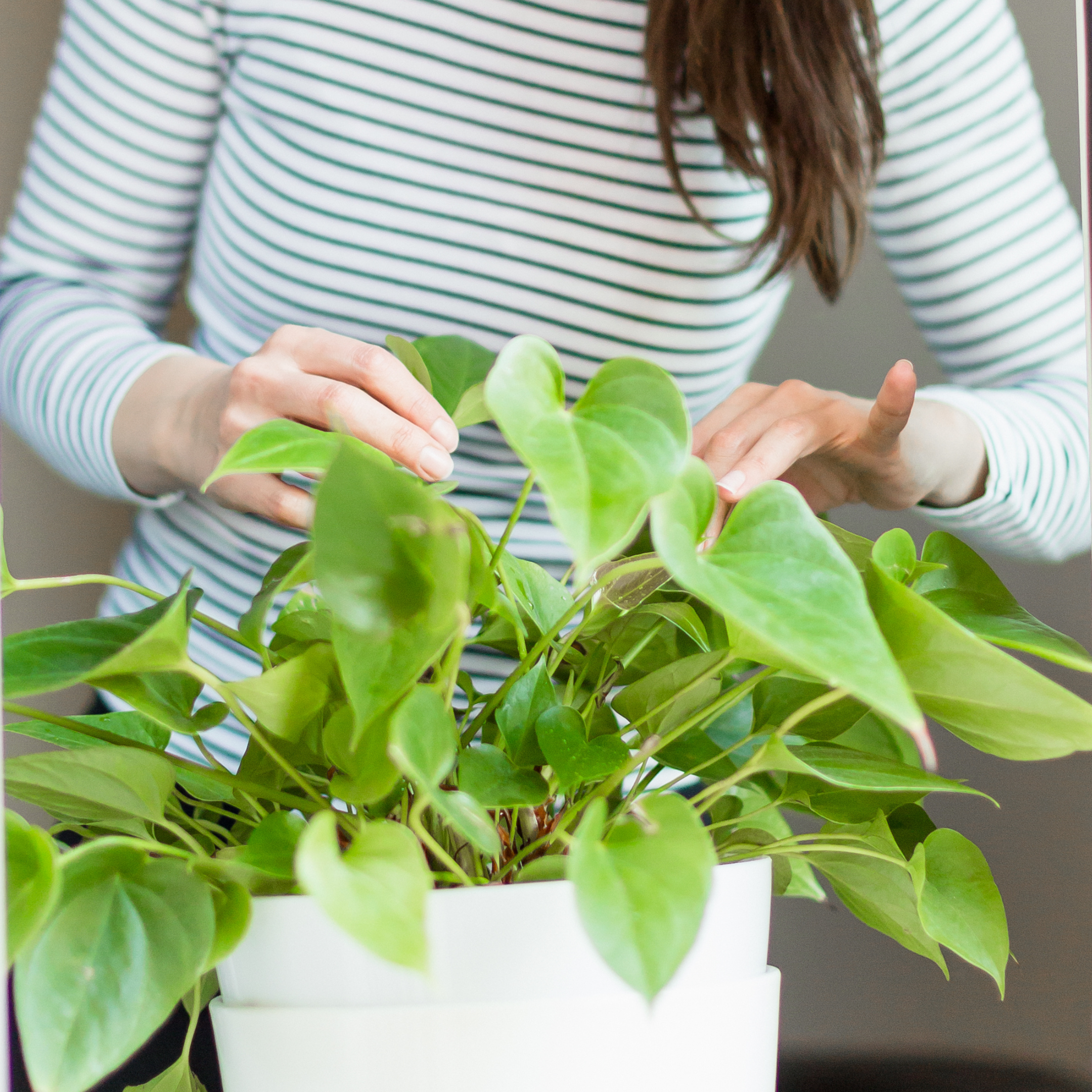 Asesoría Presencial Plantas de Interior