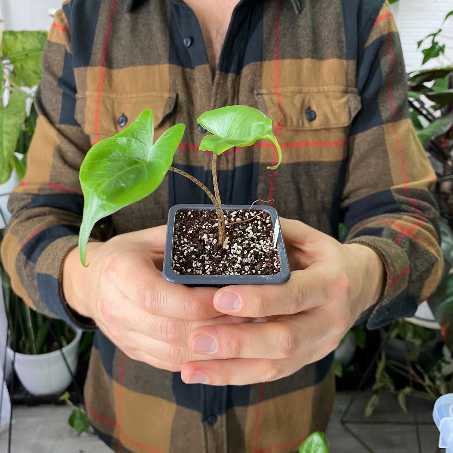 Alocasia Macrorrhiza Stingray