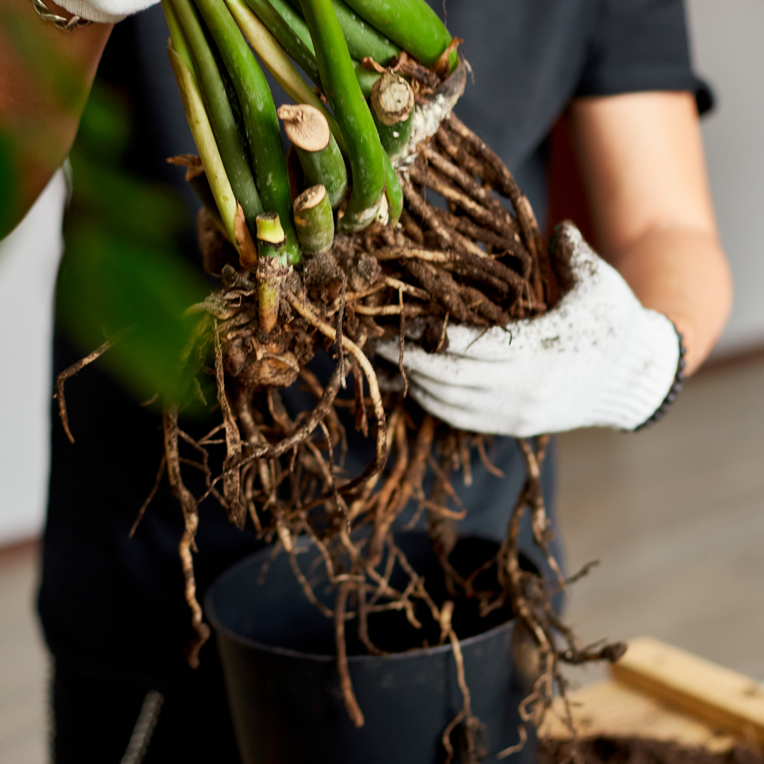 Mantención de Plantas de interior personalizada