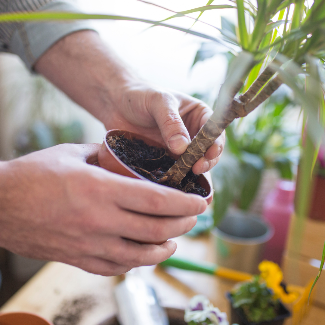 Mantención de Plantas de interior personalizada