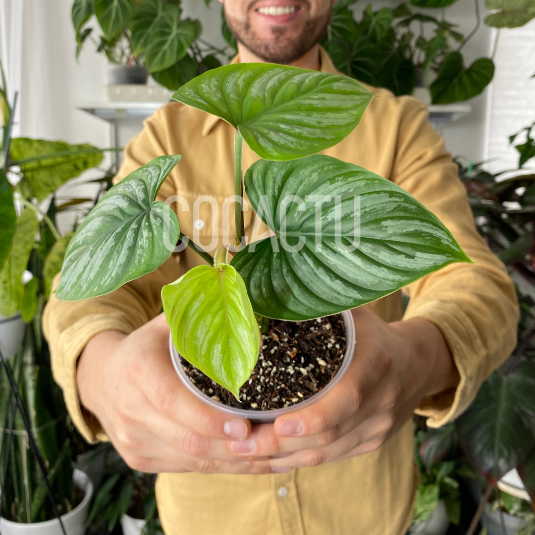 Philodendron Plowmanii