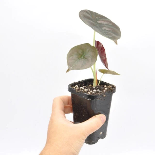 Alocasia Cuprea Red Secret
