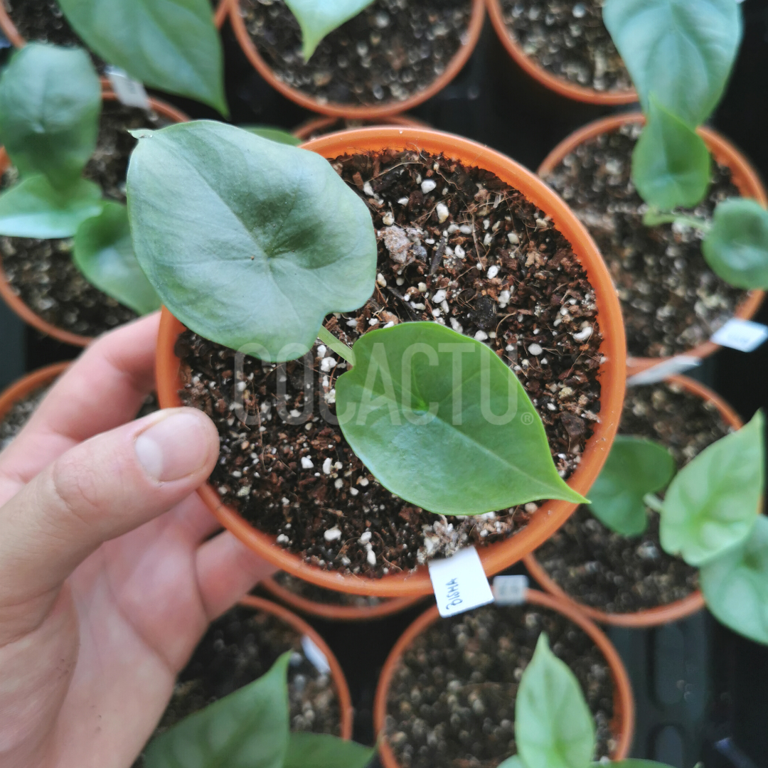 Alocasia Bisma Silver