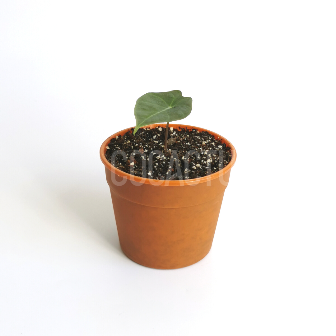 Alocasia Longiloba Dragon Tooth