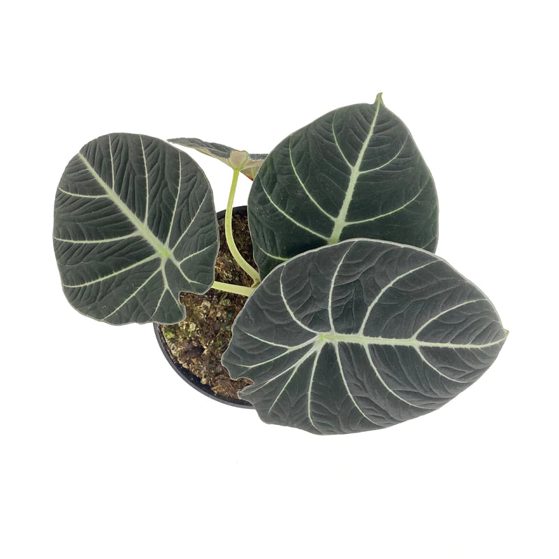 Alocasia Reginula Black Velvet