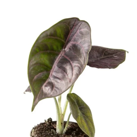 Alocasia Azlanii