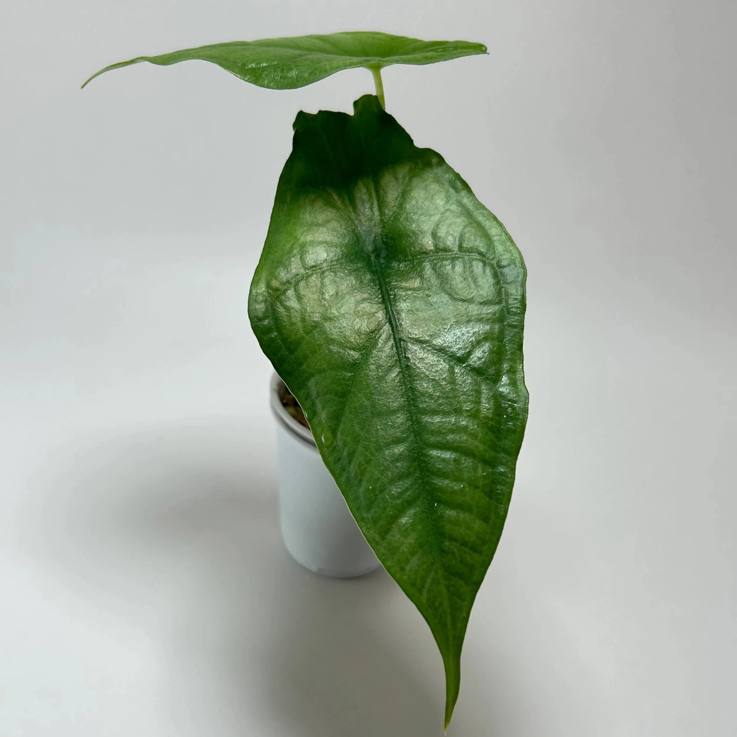 Alocasia Heterophylla Silver Dragon’s Breath