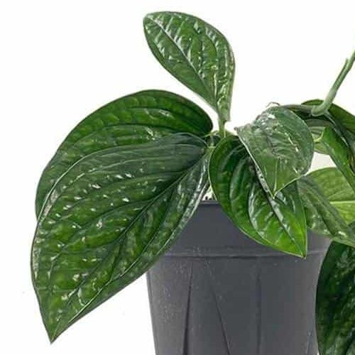 Monstera Peru