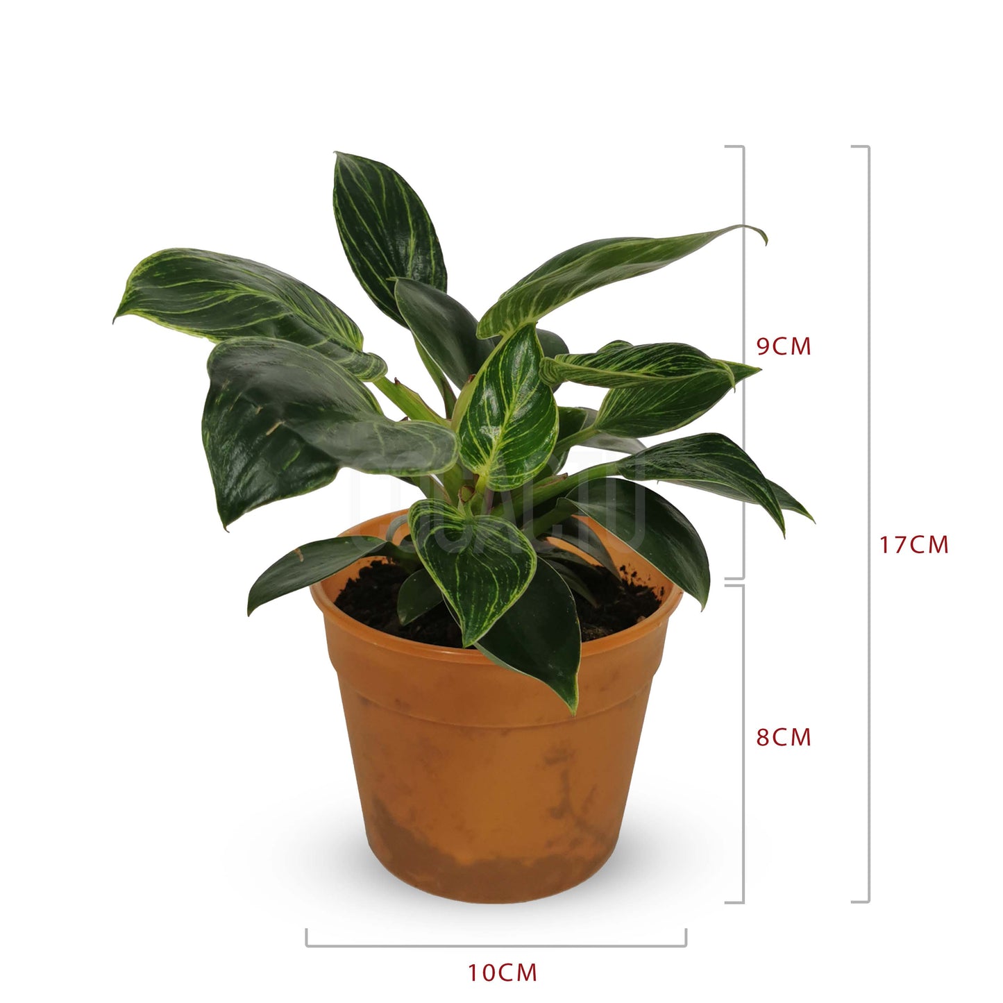 Philodendron Birkin