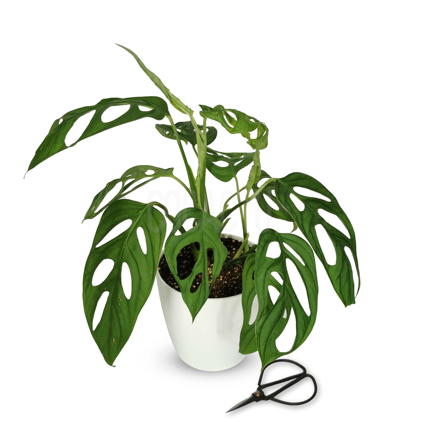 Monstera adansonii
