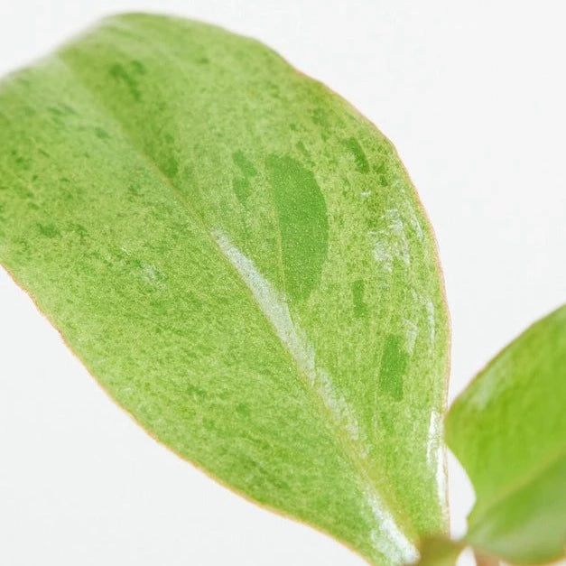 Philodendron Paraiso Verde