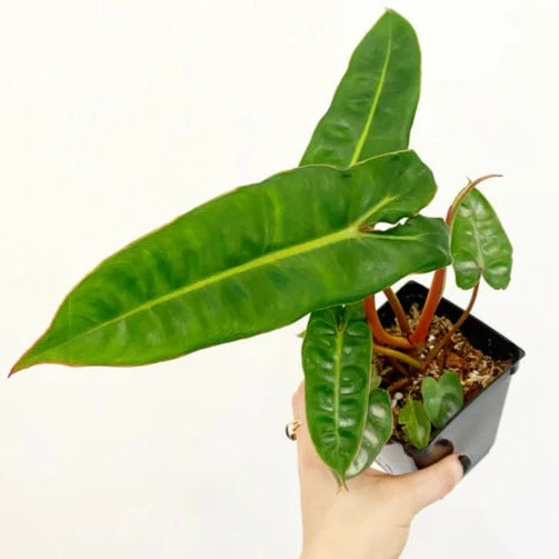 Philodendron Billietiae