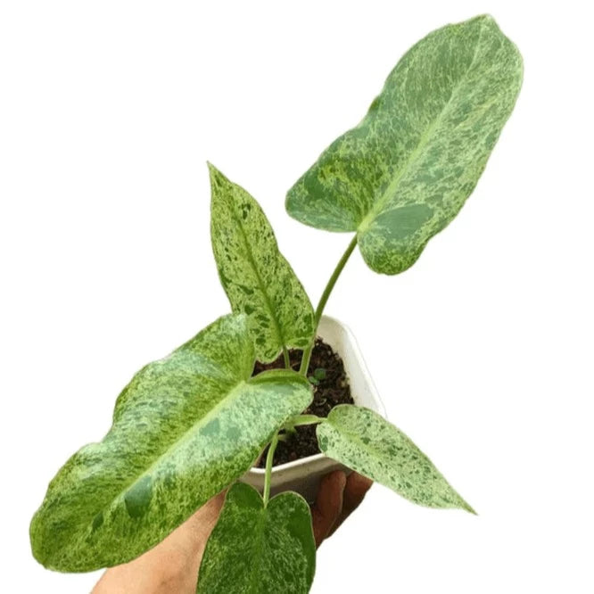Philodendron Paraiso Verde