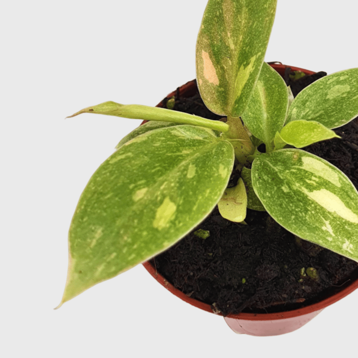 Philodendron Ring of Fire