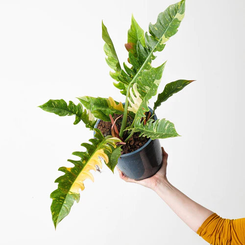 Philodendron Ring of Fire