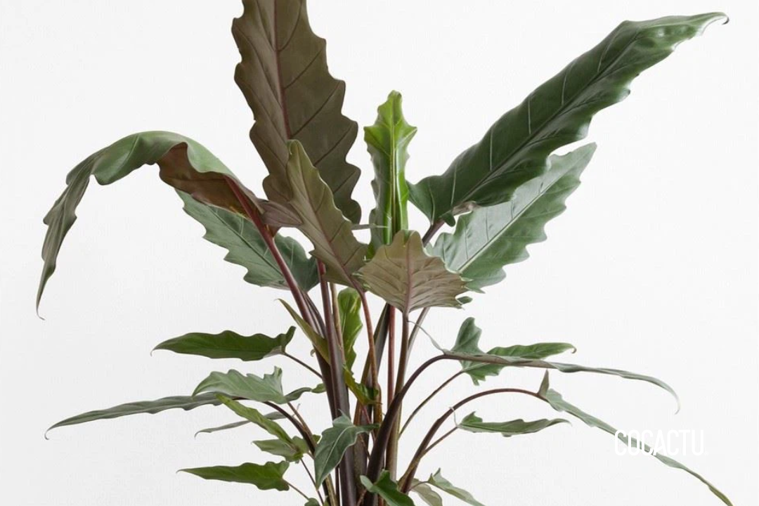 Alocasia Lauterbachiana