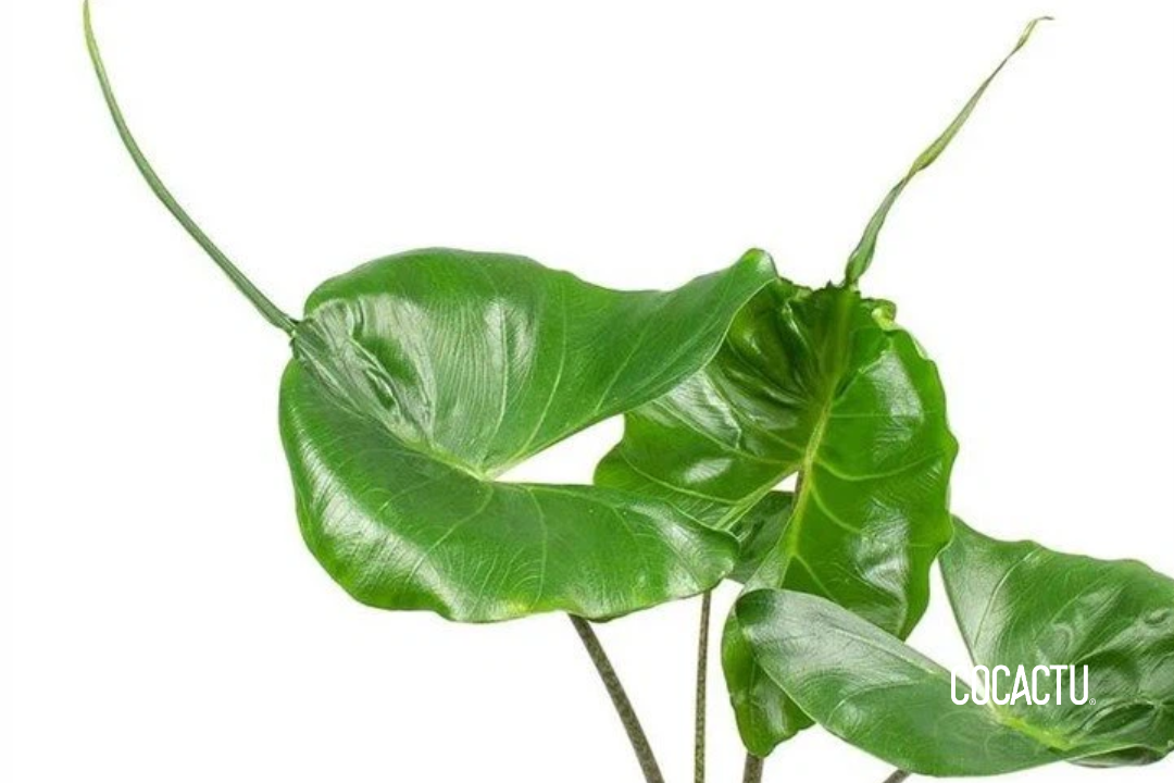 Alocasia Stingray