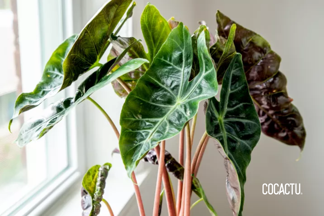 Alocasia Morocco Pink Dragon