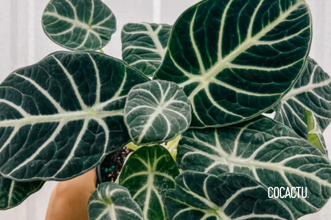 Alocasia Reginula Black Ninja