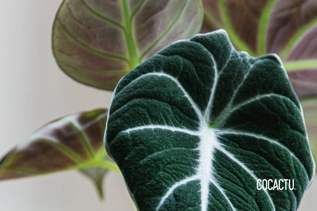 Alocasia Reginula Black Velvet