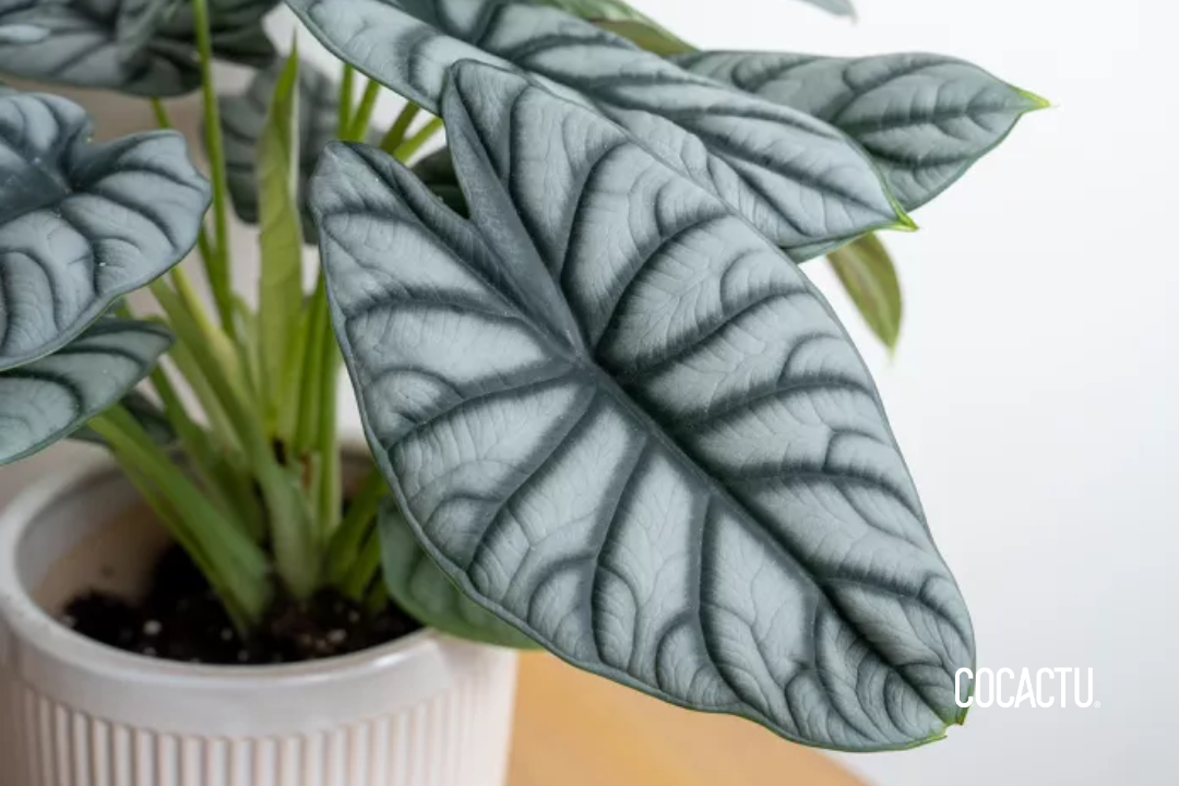 Alocasia Baginda Silver Dragon