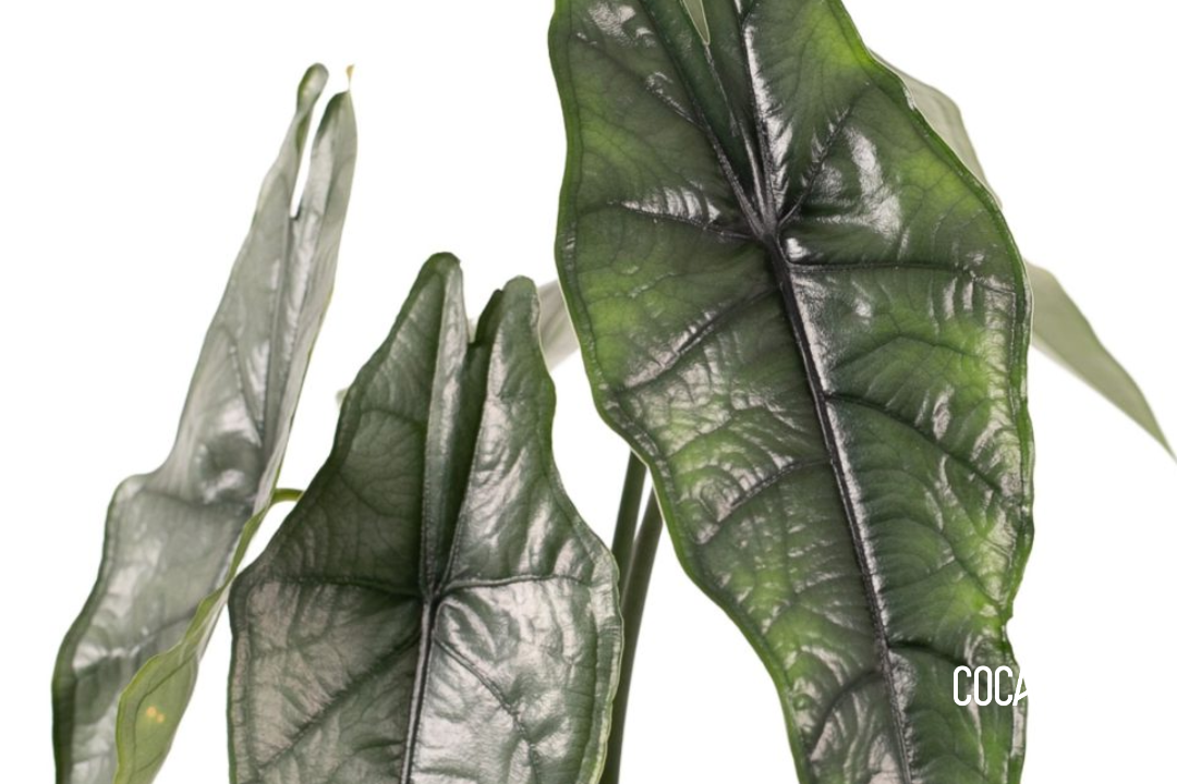 Alocasia heterophylla Silver