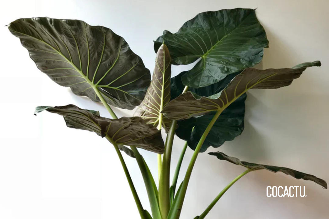 Alocasia Regal Shields