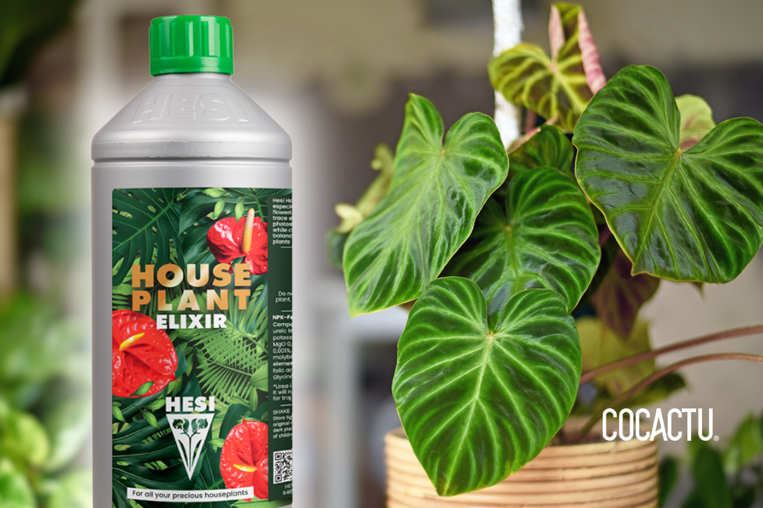 HousePlant Elixir - El Mejor Fertilizante para Plantas de Interior