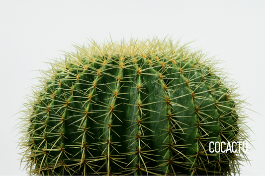 Cactaceae (Cactus)