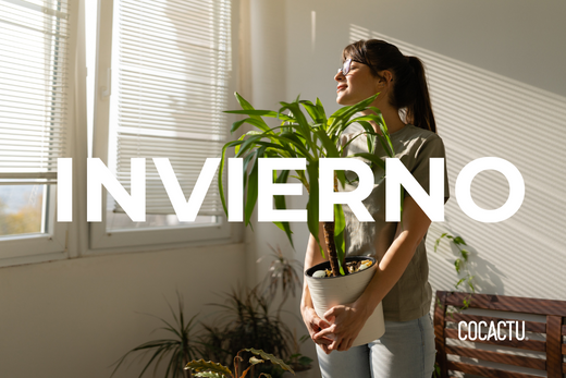 Cómo Cuidar Tus Plantas de Interior en Invierno