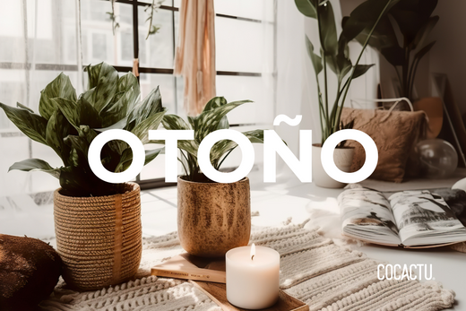 Cómo Cuidar Tus Plantas de Interior en Otoño