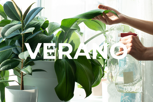 Cómo Cuidar Tus Plantas de Interior en Verano
