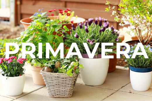 Cómo Cuidar Tus Plantas de Interior en Primavera