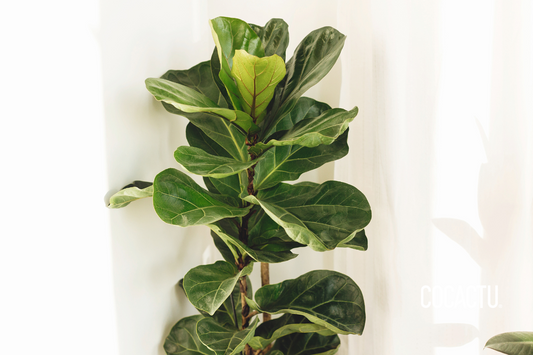 Ficus Lyrata
