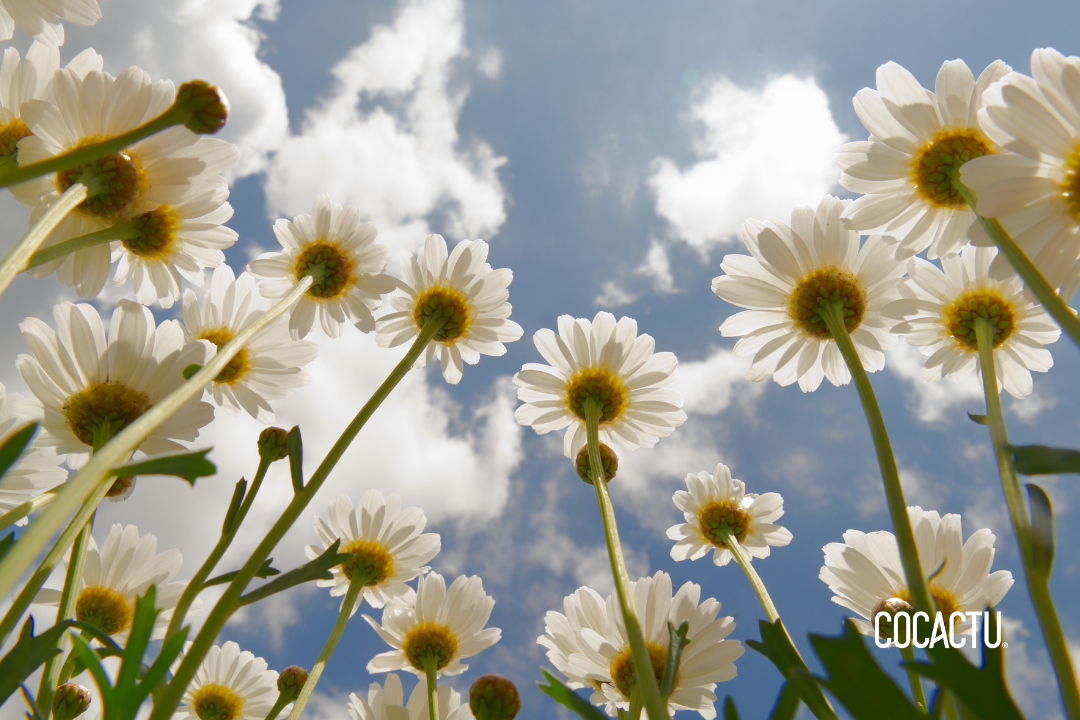 Flor de Margarita: Significado y Simbolismo