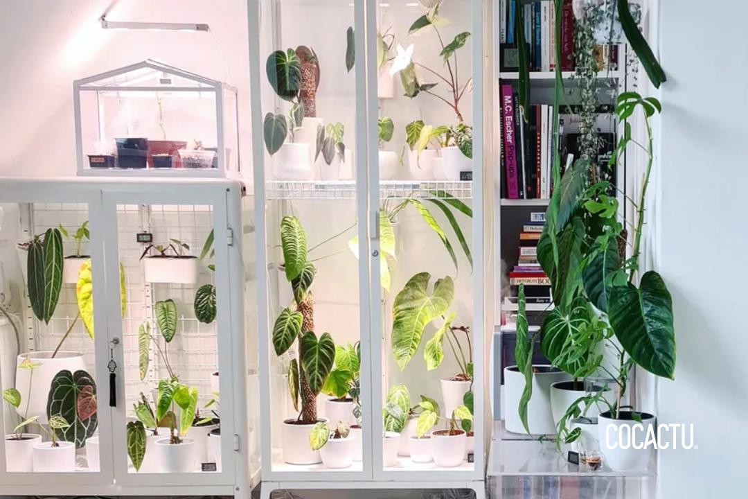 IKEA Greenhouse Cabinet: Cómo Transformar un Vitrina de IKEA en un Invernadero Perfecto para tus Plantas
