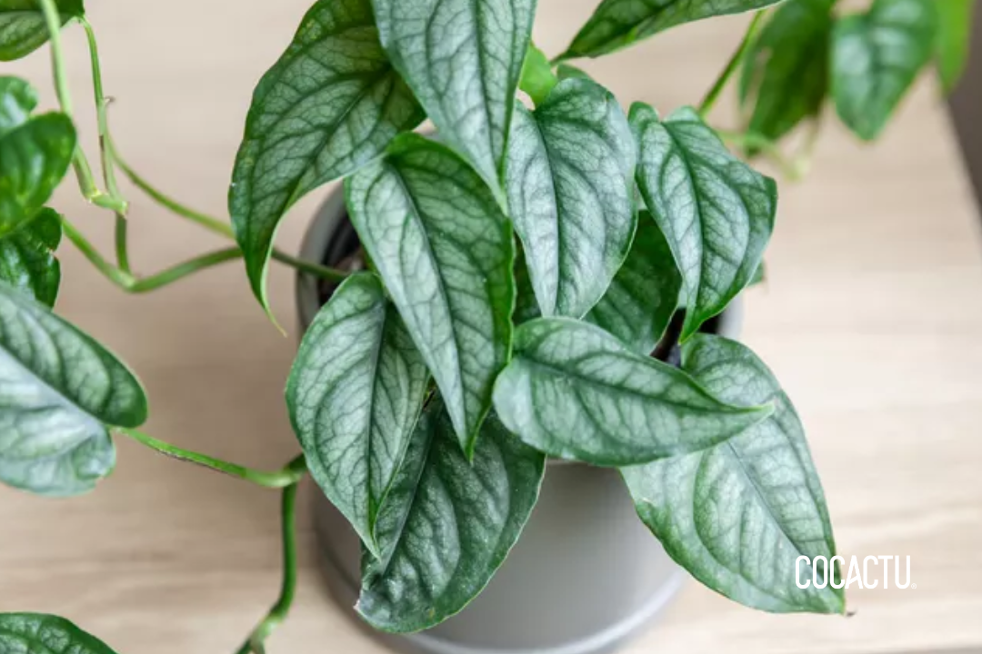 Monstera Siltepecana